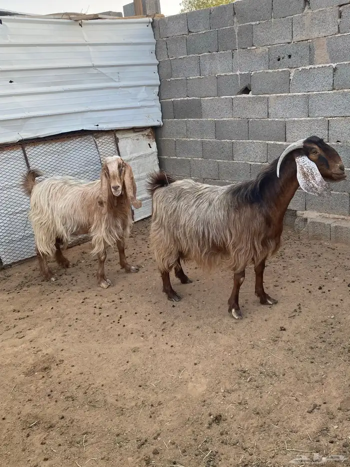 معزا مصريات صنف (تم البيع) 2