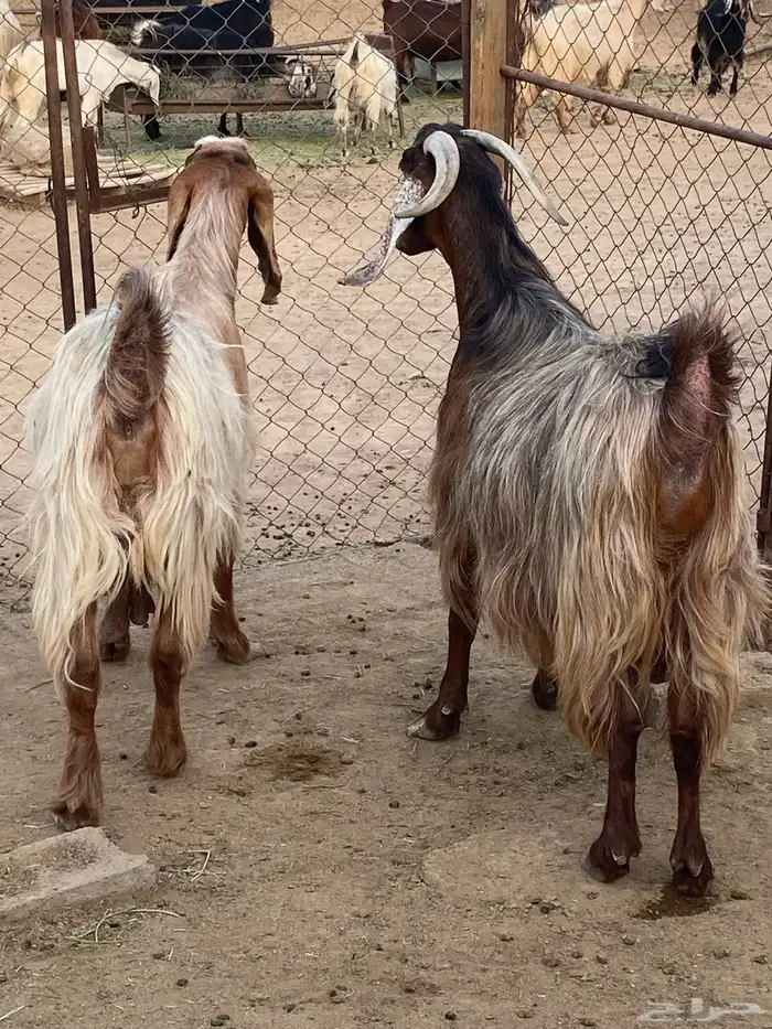 معزا مصريات صنف (تم البيع) 5