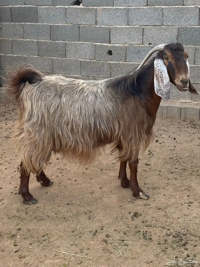 معزا مصريات صنف (تم البيع) 16