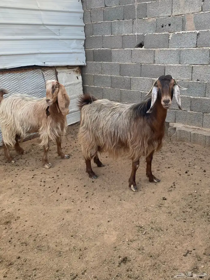 معزا مصريات صنف (تم البيع) 1