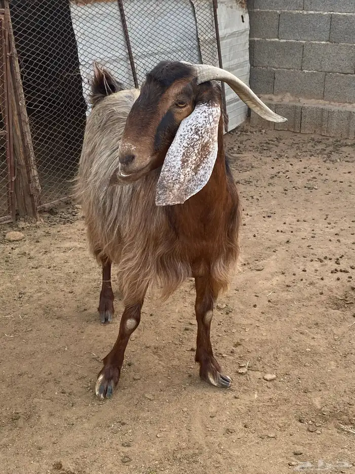 معزا مصريات صنف (تم البيع) 12