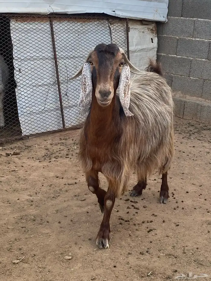 معزا مصريات صنف (تم البيع) 4