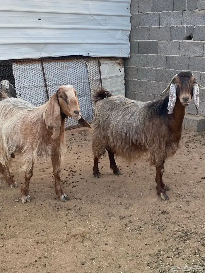 معزا مصريات صنف (تم البيع) 10