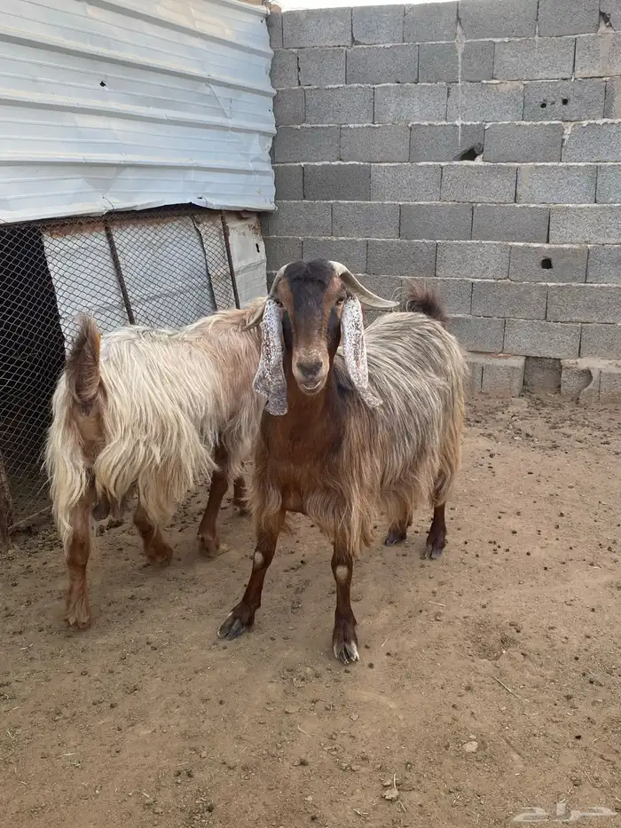 معزا مصريات صنف (تم البيع) 3