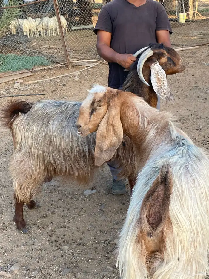 معزا مصريات صنف (تم البيع) 18