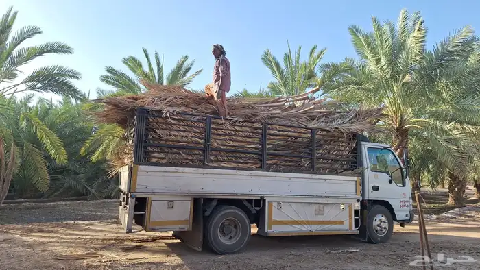 جريد سعف عسيب النخل 11
