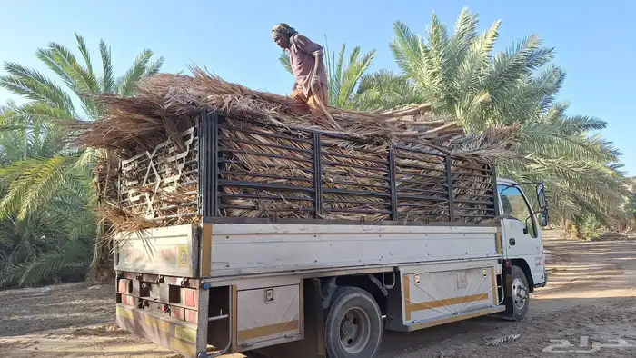 جريد سعف عسيب النخل 9