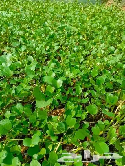 متوفر نجيل طببعي سي 2000 واشجار زينه متنوعه وزيتون 0