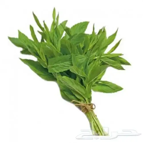 نعناع المدينة 0