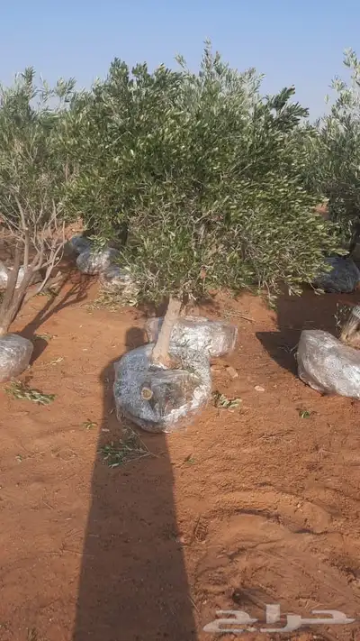 شجر زيتون طبيعي احجام وسط وكبير 8
