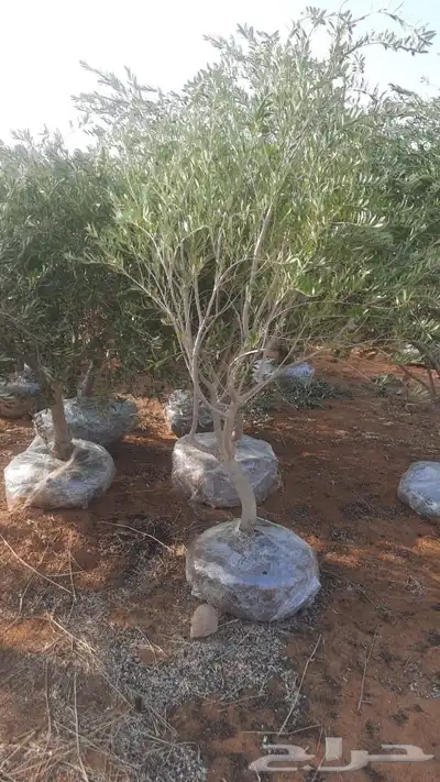 شجر زيتون طبيعي احجام وسط وكبير 6