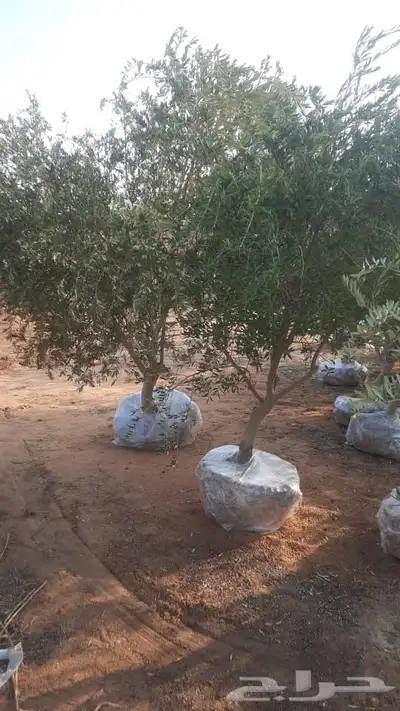 شجر زيتون طبيعي احجام وسط وكبير 11