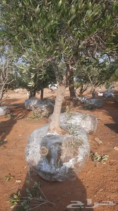 شجر زيتون طبيعي احجام وسط وكبير 7