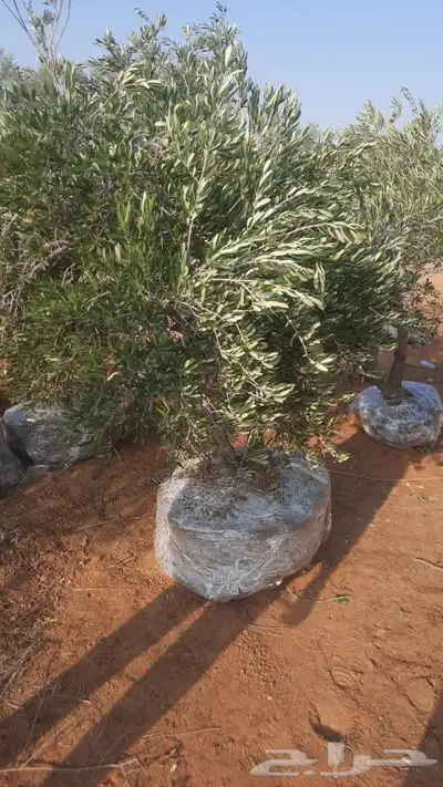شجر زيتون طبيعي احجام وسط وكبير 9