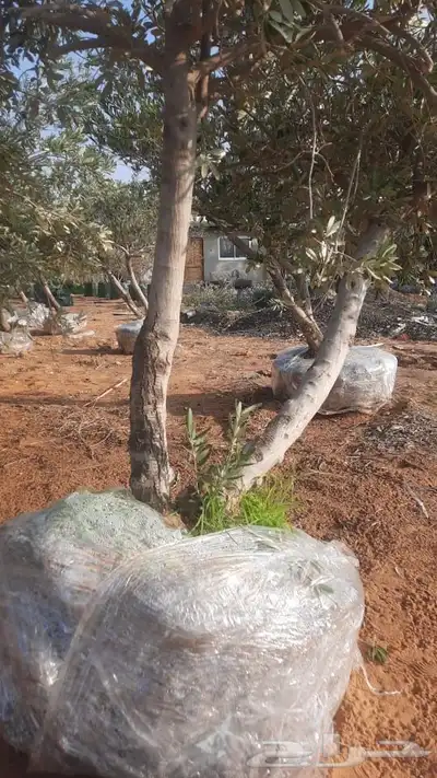 شجر زيتون طبيعي احجام وسط وكبير 4