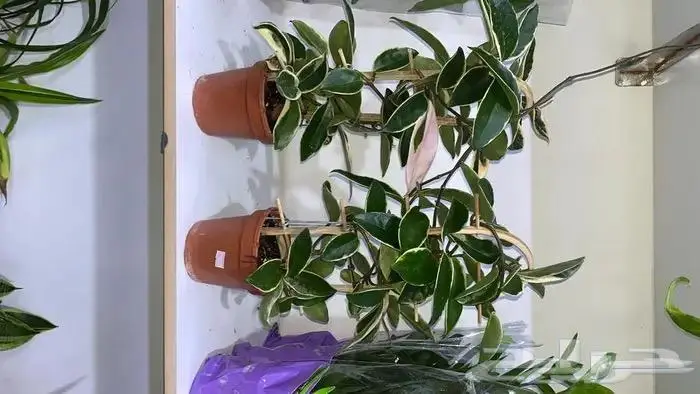 نباتات داخليه 13