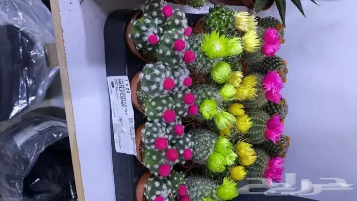 نباتات داخليه 14