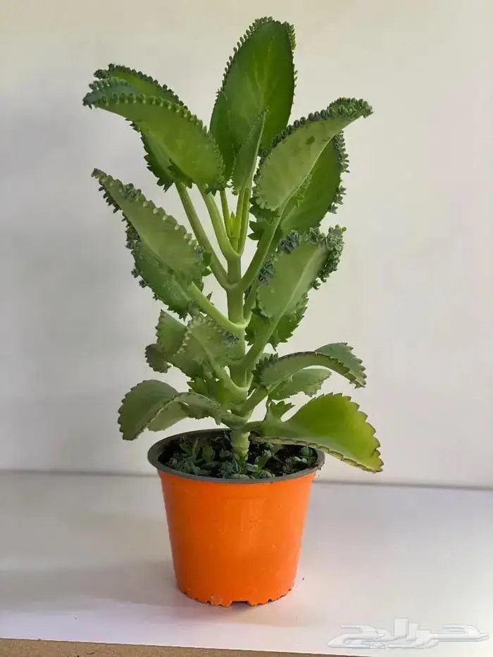 نباتات داخليه 17