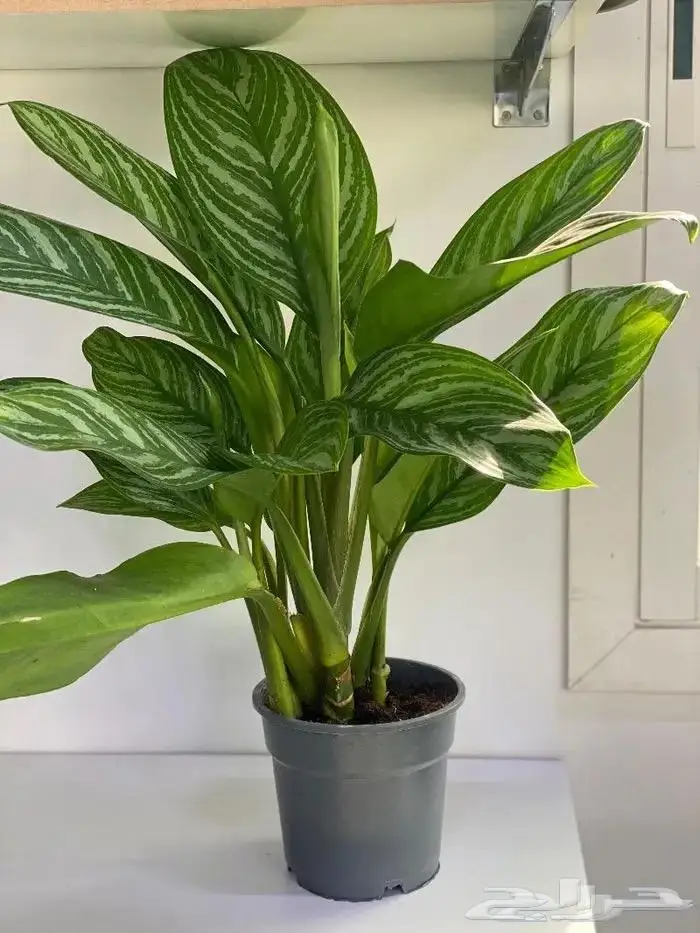 نباتات داخليه 20