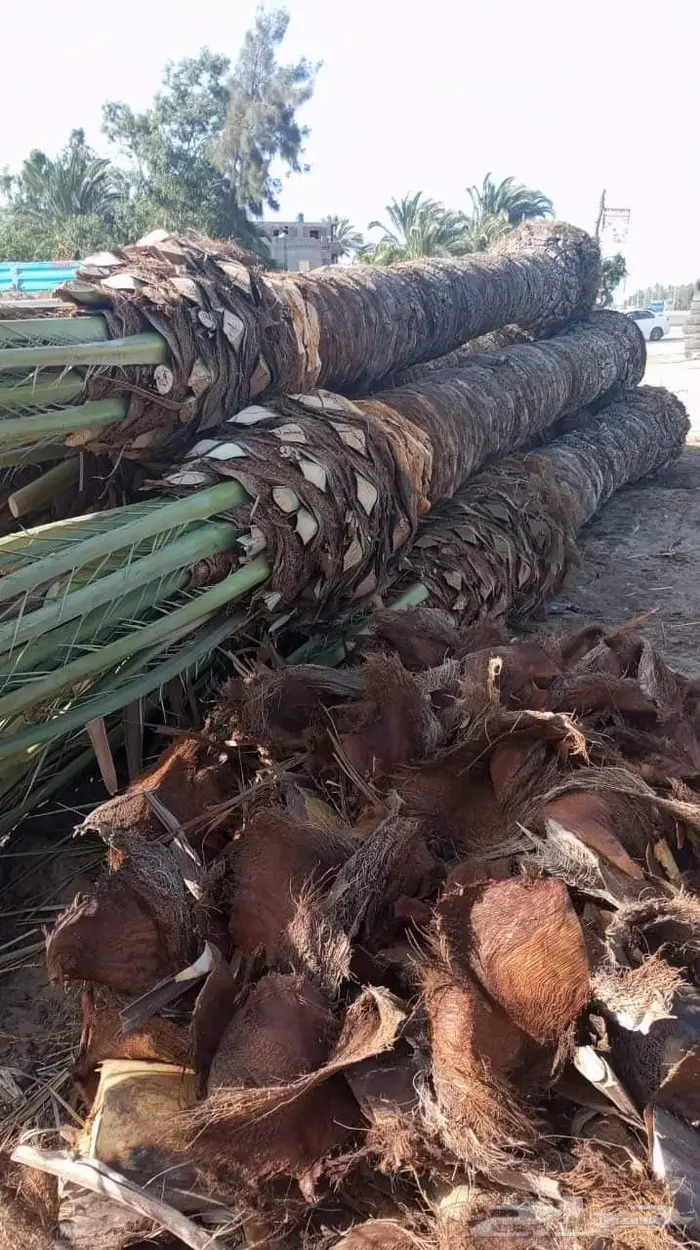 تكريب نخيل وقص أشجار بالرياض 13