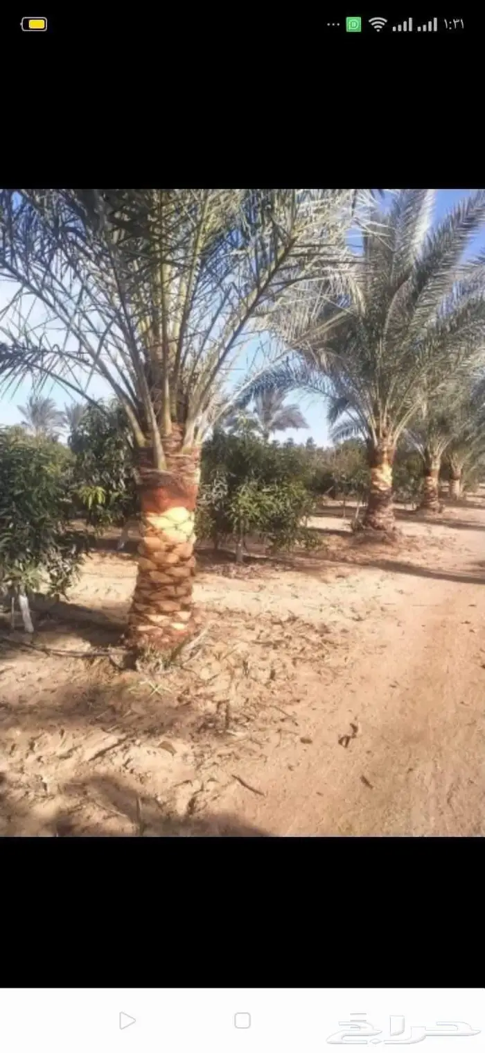 تكريب نخيل وقص أشجار بالرياض 1
