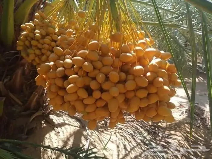 تكريب نخيل وقص أشجار بالرياض 0