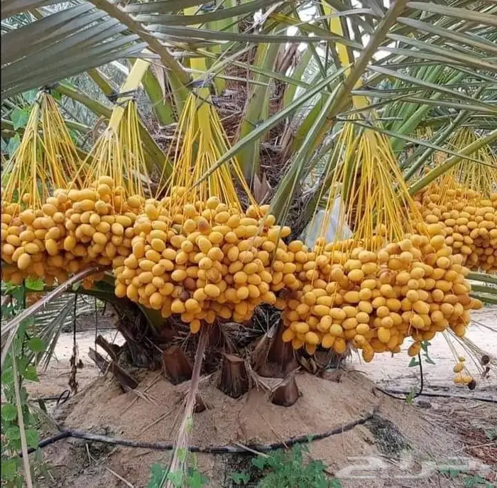 تكريب نخيل وقص أشجار بالرياض 2