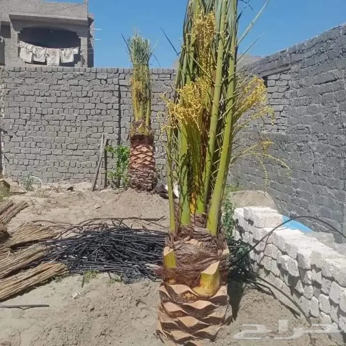 تكريب نخيل وقص أشجار بالرياض 7