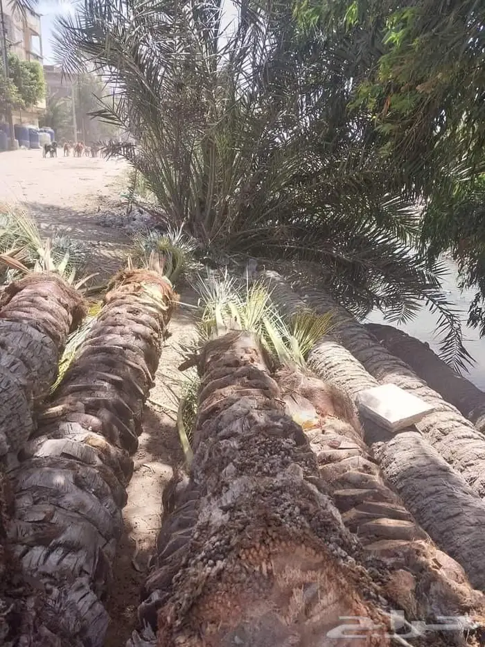 تكريب نخيل وقص أشجار بالرياض 4