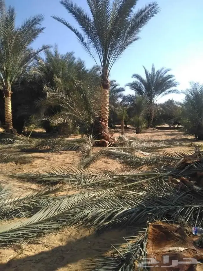 تكريب نخيل وقص أشجار بالرياض 5