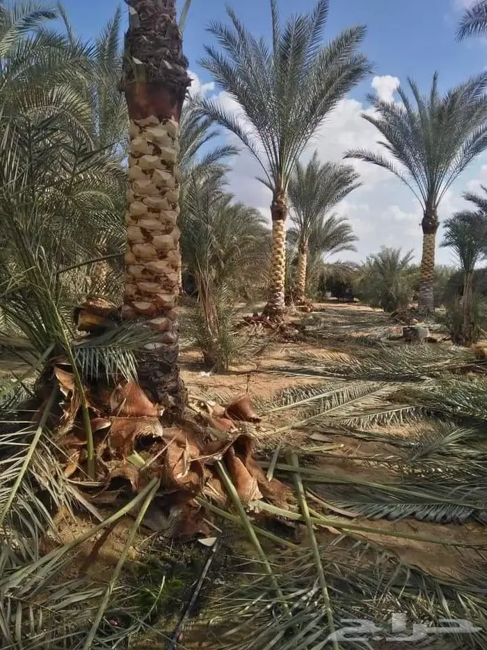 تكريب نخيل وقص أشجار بالرياض 10