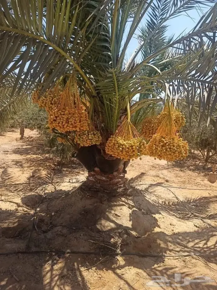 تكريب نخيل وقص أشجار بالرياض 12