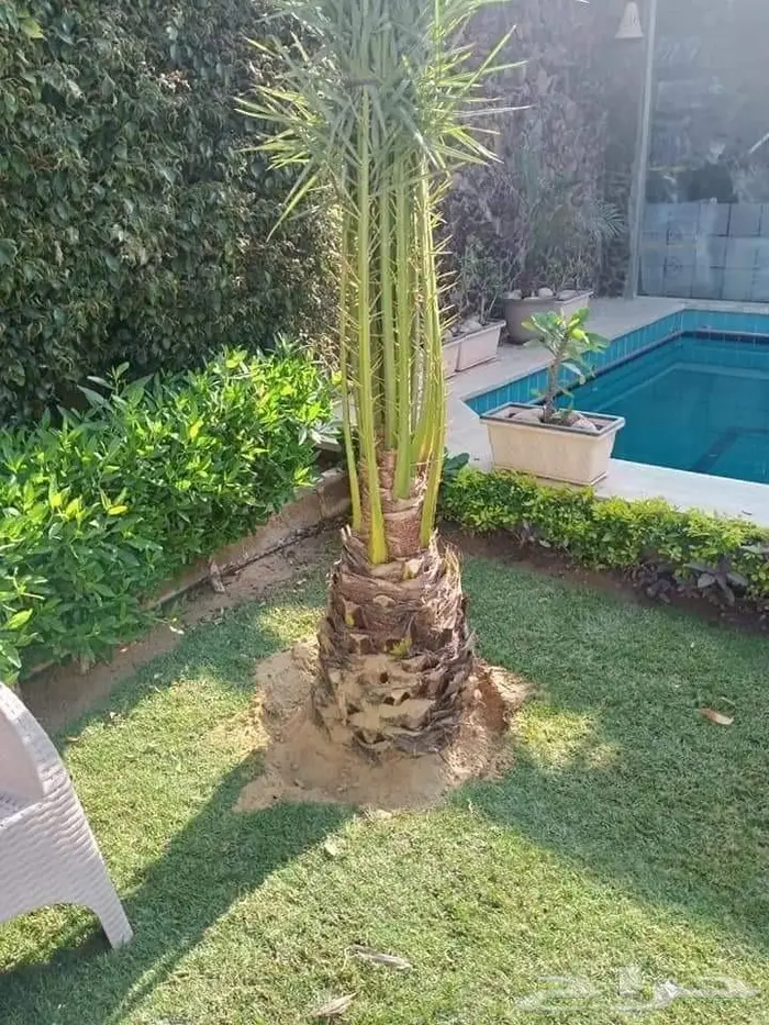 تكريب نخيل وقص أشجار بالرياض 14