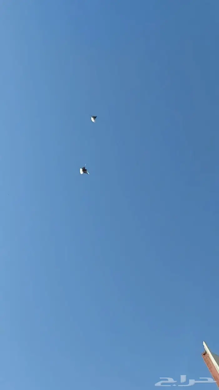 طبان قطايف طالعين من امهات ابطال 0
