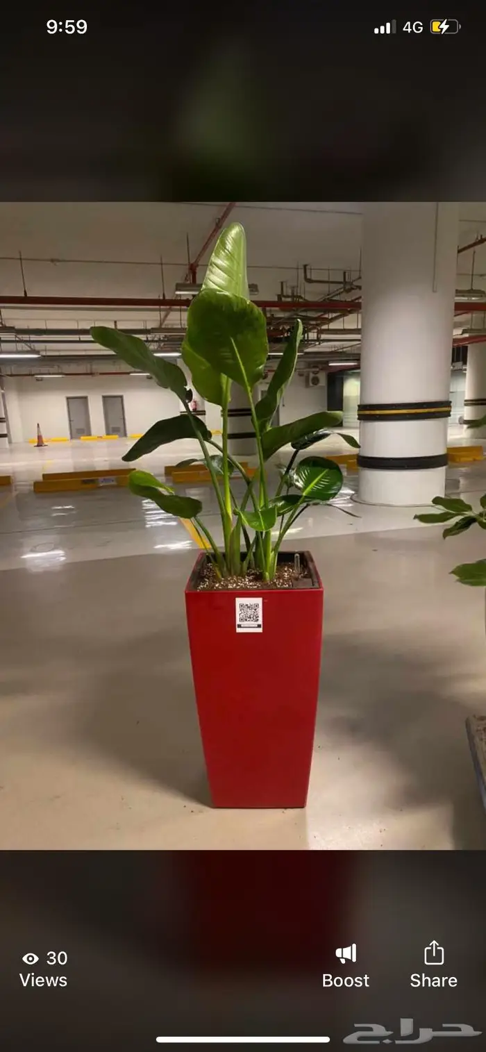 نباتات داخليه 9