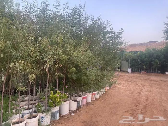 متوفر نجيل طببعي سي 2000 واشجار زينه متنوعه وزيتون 1