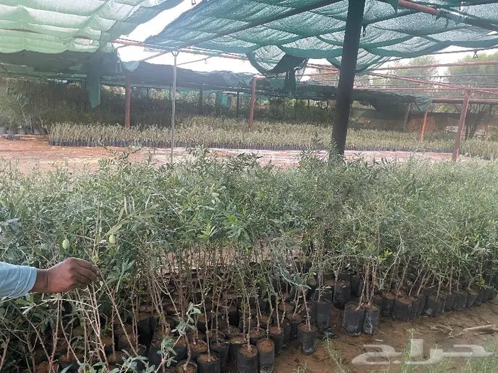 متوفر نجيل طببعي سي 2000 واشجار زينه متنوعه وزيتون 2