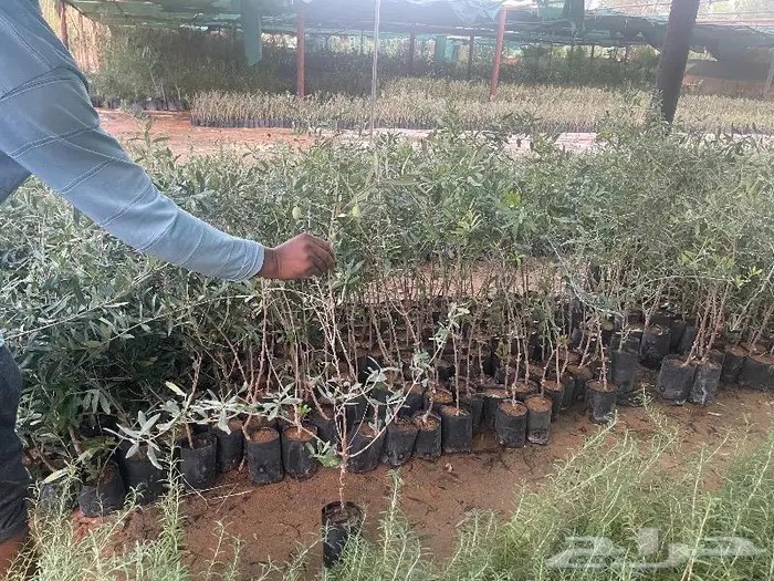 متوفر نجيل طببعي سي 2000 واشجار زينه متنوعه وزيتون 4