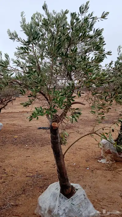 شجر زيتون طبيعي احجام وسط وكبير 3