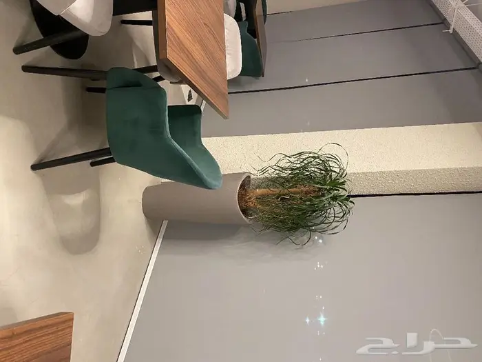 نباتات داخليه 1