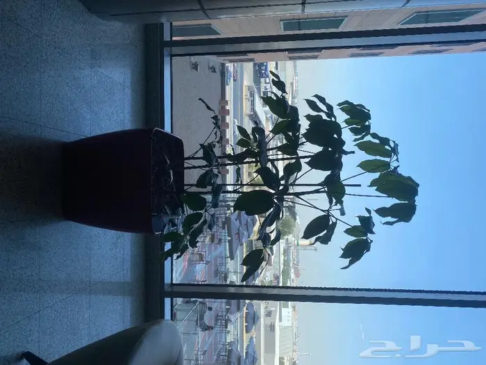 نباتات داخليه 3