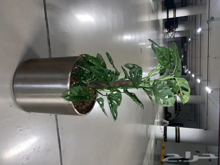 نباتات داخليه 4