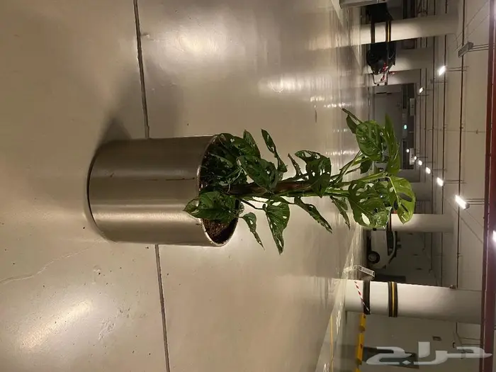 نباتات داخليه 5