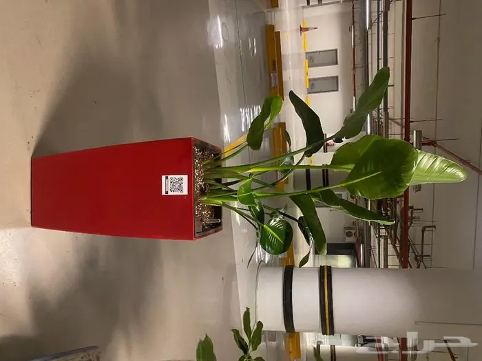 نباتات داخليه 7