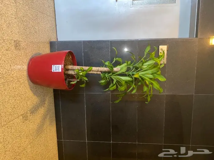 نباتات داخليه 6