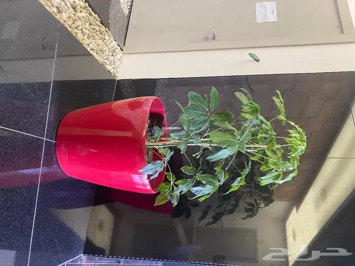 نباتات داخليه 8