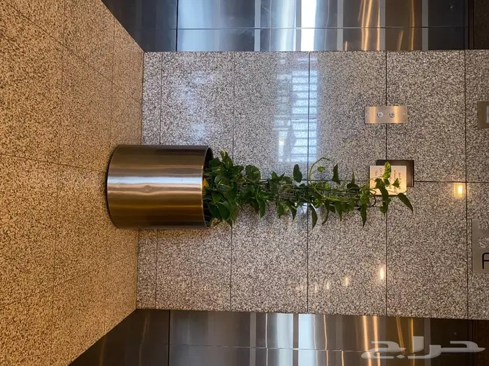 نباتات داخليه 11