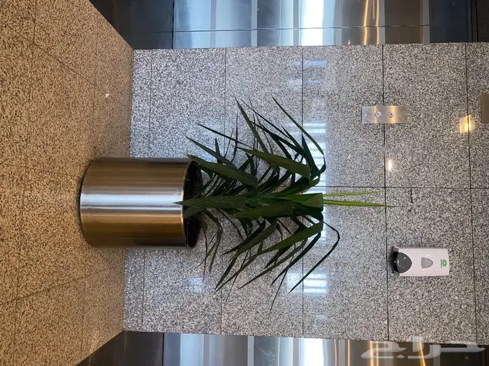 نباتات داخليه 10