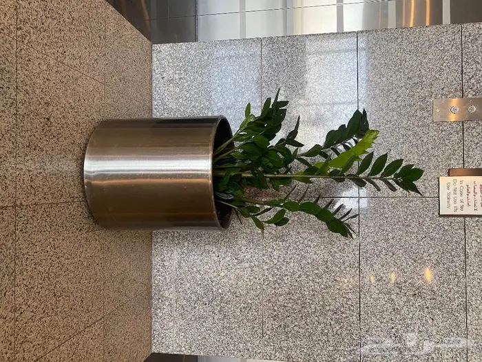 نباتات داخليه 12