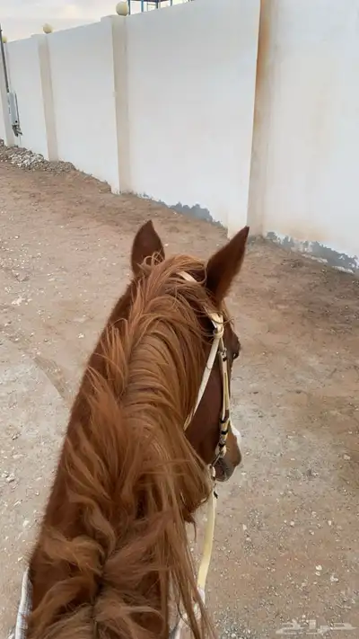 تدريب إيواء خيل 1
